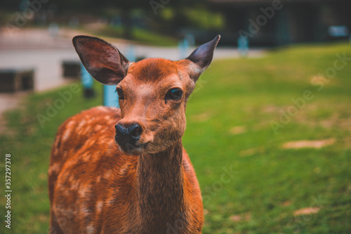 Wild deer in Nara Park in Japan. Deer are symbol of Nara's greatest tourist attraction. 