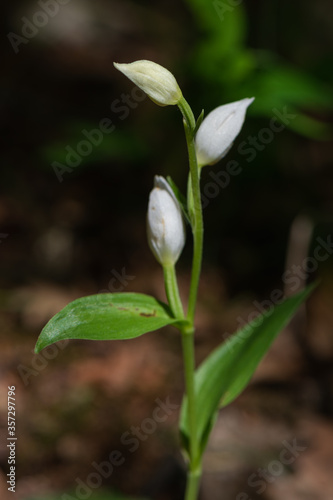 Cephalanthera damasonium, white helleborine on a beautiful natural dark blurry background. Blooming wild orchid in the forest.