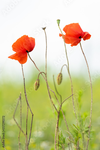 Two amazing red wild corn poppies, Papaver rhoeas, and two buds in the meadow on a summer day. Closeup. Defocused background