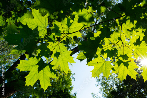 Look up view to green leaves exposed to sun. Amazing spring natural colors. Maple foliage in the sun.