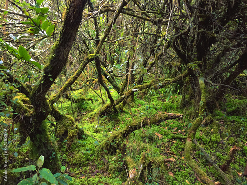 Ecosystem of the high Andean forest and paramo  presence of green moss was found on the vegetation
