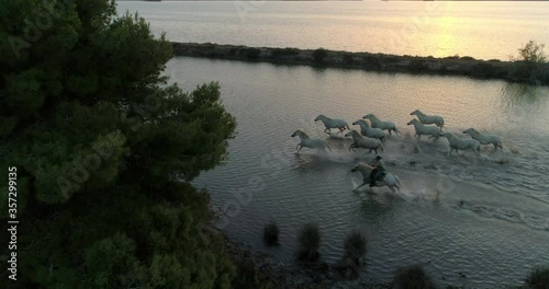 Aerial shot of wranglers with horses running in sea during sunset - Camargue, France photo