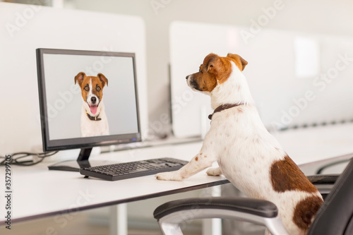 Dog standing at desk in office © Robert Daly/KOTO