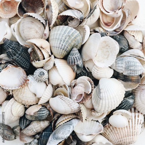Sea shells background, seashells on the beach. 