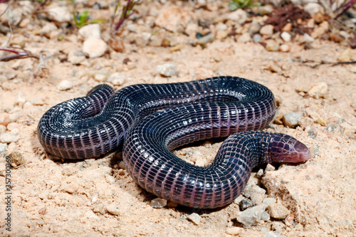 Turkish worm lizard / Türkische Ringelwühle (Blanus strauchi) - Kastellorizo, Greece photo