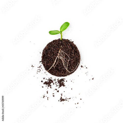 Soil with green sprout