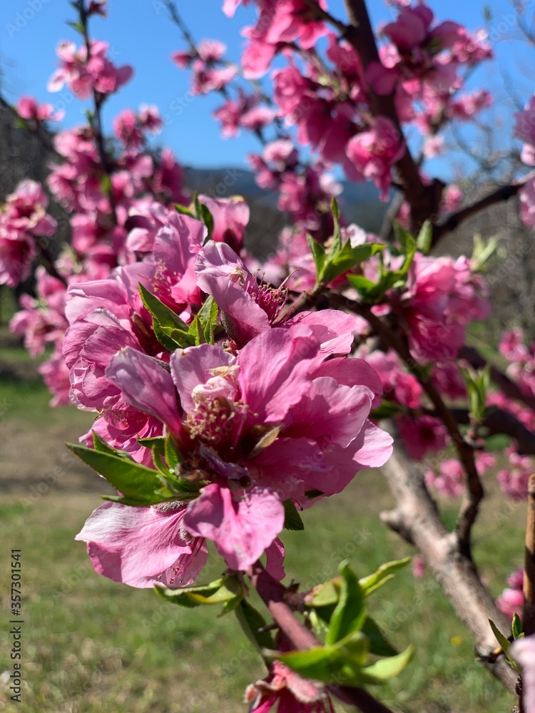 pink cherry blossom