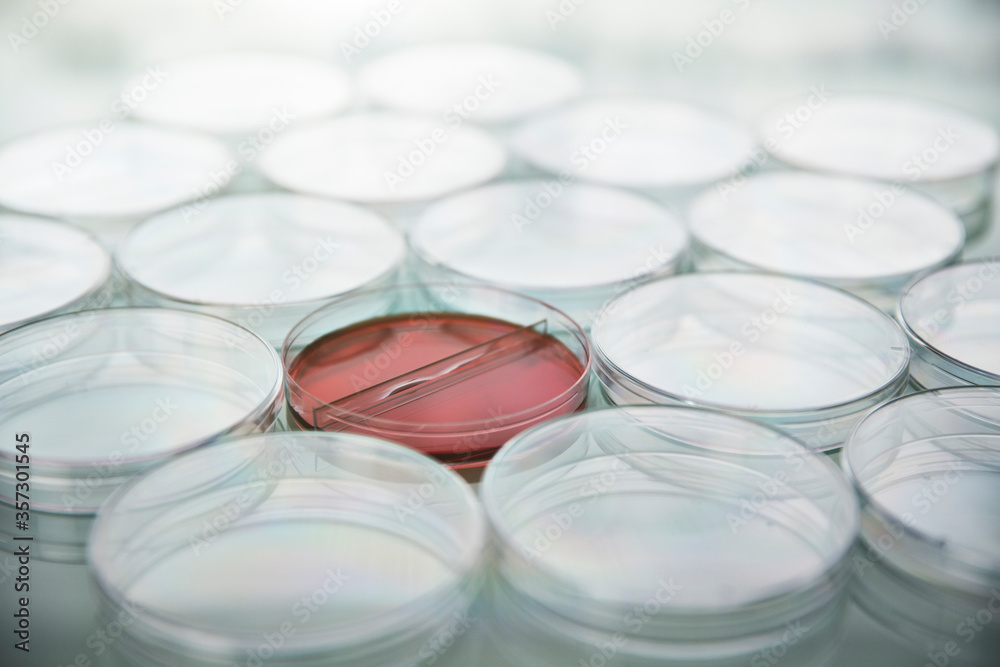 Red cultures in petri dish among empty dishes in lab Red cultures in petri dish among empty dishes in lab