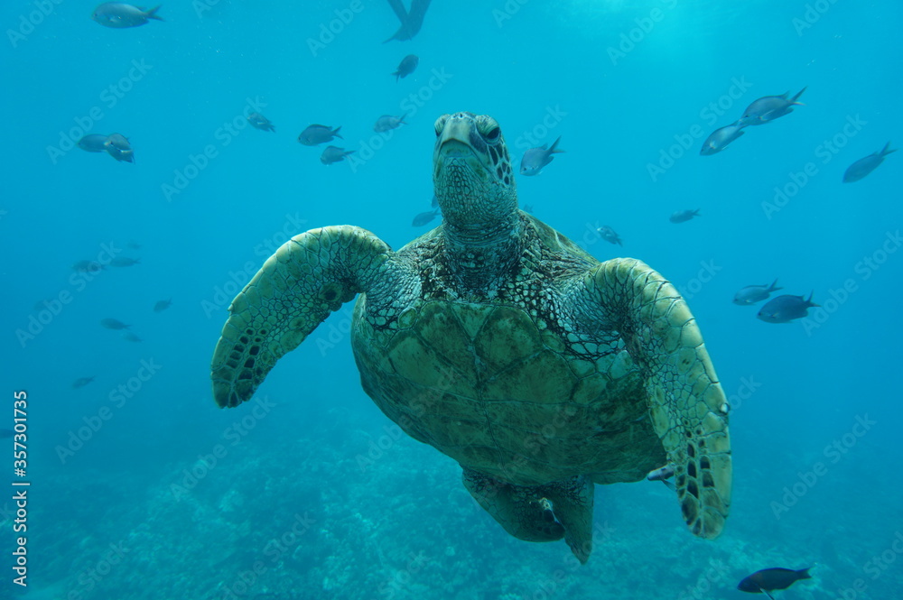 Obraz premium Hawaiian Green Sea Turtle Swim Gracefully in Hawaii 