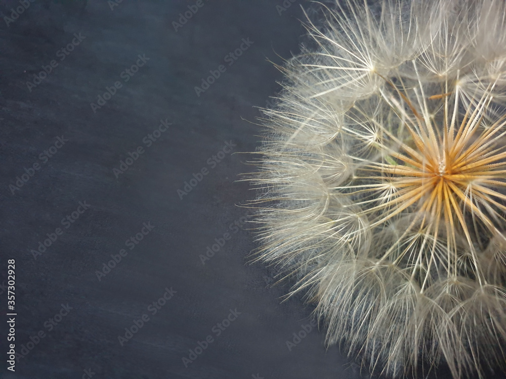 Fototapeta premium dandelion on black background