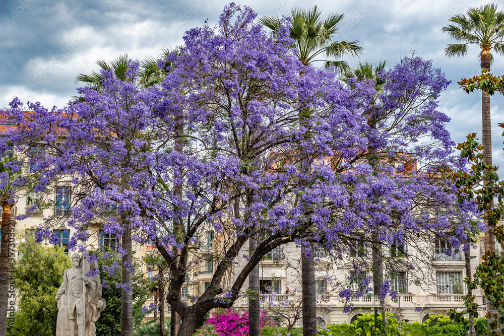 flowers - fleurs - flamboyant bleu - jacarandas flowers - fleurs - flamboyant bleu - jacarandas