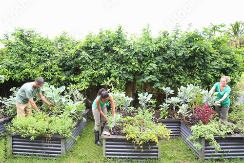 Foto People taking care of plants in community garden