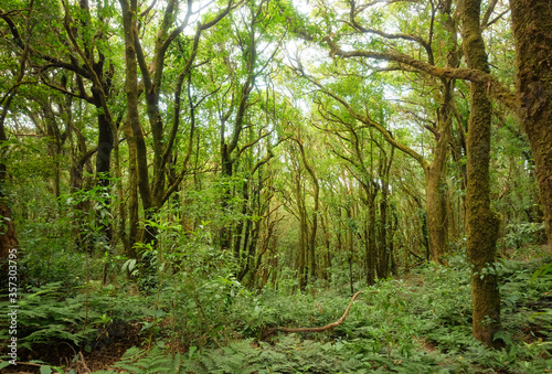 beautiful green natural forest with many big trees. 