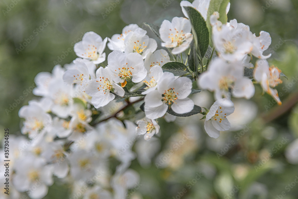 Jasmine. Close-up. Concept: summer flowers Jasmine. Close-up. Concept: summer flowers