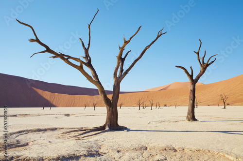 View of bare trees, sand dunes and blue sky in sunny desert