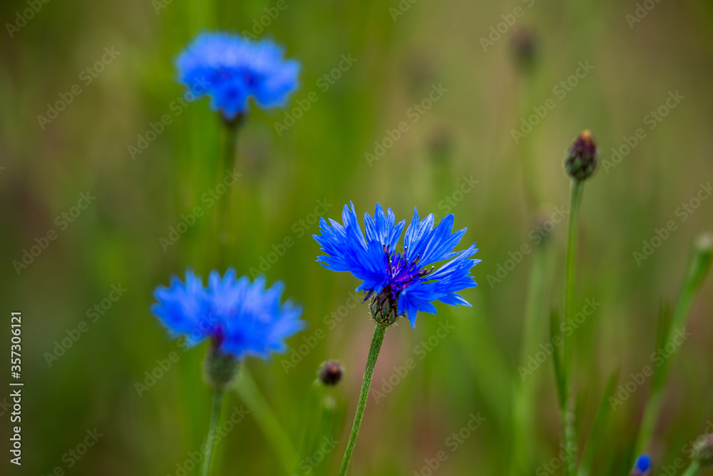 Fototapeta premium blue flowers in the garden