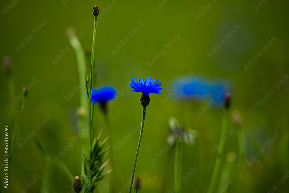 blue flowers in the field blue flowers in the field