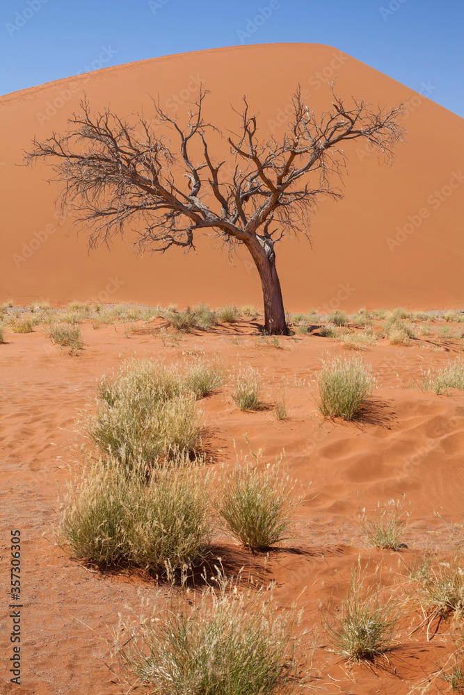 View of bare tree, grass, sand dune and blue sky in sunny desert