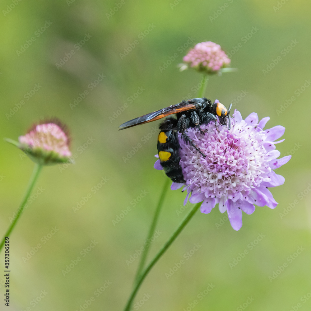 bourdon - abeille - guêpe sur une fleur
bumblebee - bee - wasp on a flower bourdon - abeille - guêpe sur une fleur
bumblebee - bee - wasp on a flower