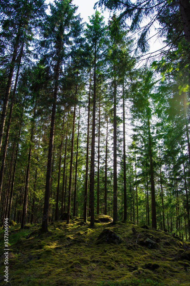 Obraz premium trees in the forest