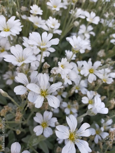 white flowers in the garden © Maryna Iunko