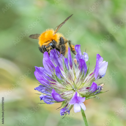 bourdon - abeille - guêpe sur une fleur bumblebee - bee - wasp on a flower