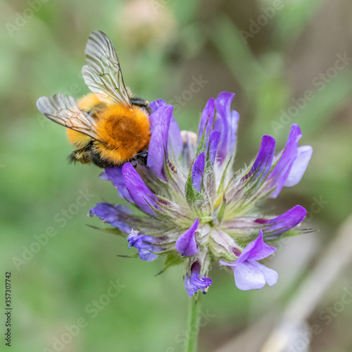 bourdon - abeille - guêpe sur une fleur bumblebee - bee - wasp on a flower