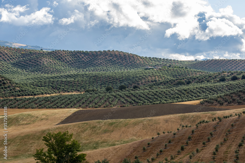 Andalusian agricultural landscape at dawn with large expanses of olive trees