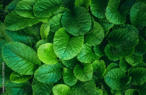 Round, green leaves of grass as a backdrop