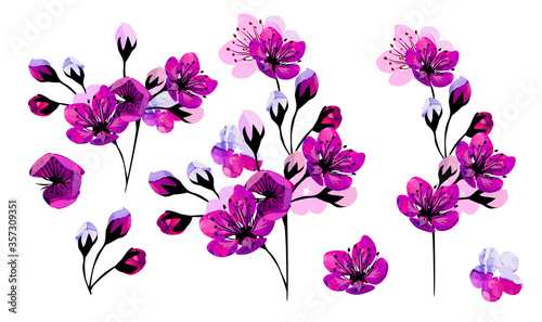 Sakura flowers. A set of items. Vector illustration
