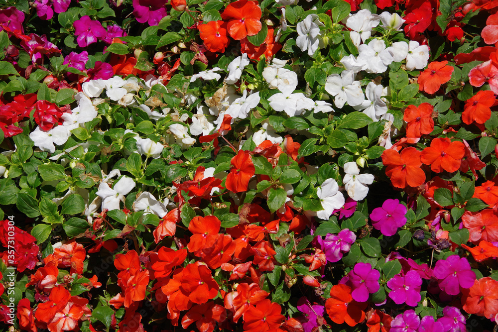 High angle full frame view of a section of a field of very bright and colorful blooming flowers High angle full frame view of a section of a field of very bright and colorful blooming flowers
