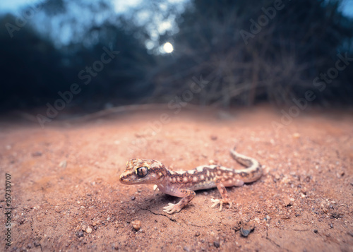 Wild beaded gecko (Lucasium damaeum) on sand in mallee habitat  photo