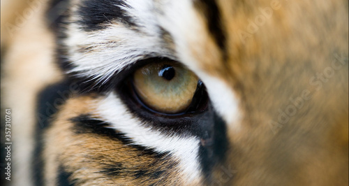 Fotografia Full frame extreme close up of Bengal tiger eye and stripes