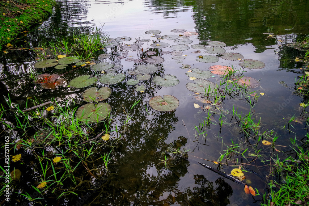 selective focus and partially blur of Taiping Lake Gardens which is located in Malaysia and one quarter of the country's tourist attractions. Reflection in water. selective focus and partially blur of Taiping Lake Gardens which is located in Malaysia and one quarter of the country's tourist attractions. Reflection in water.