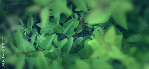 Close up of nature view green leaf on blurred greenery background under sunlight with bokeh and copy space using as background natural plants landscape, ecology wallpaper or cover concept.