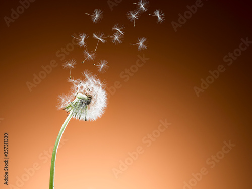 Dandelion seeds blowing against orange background