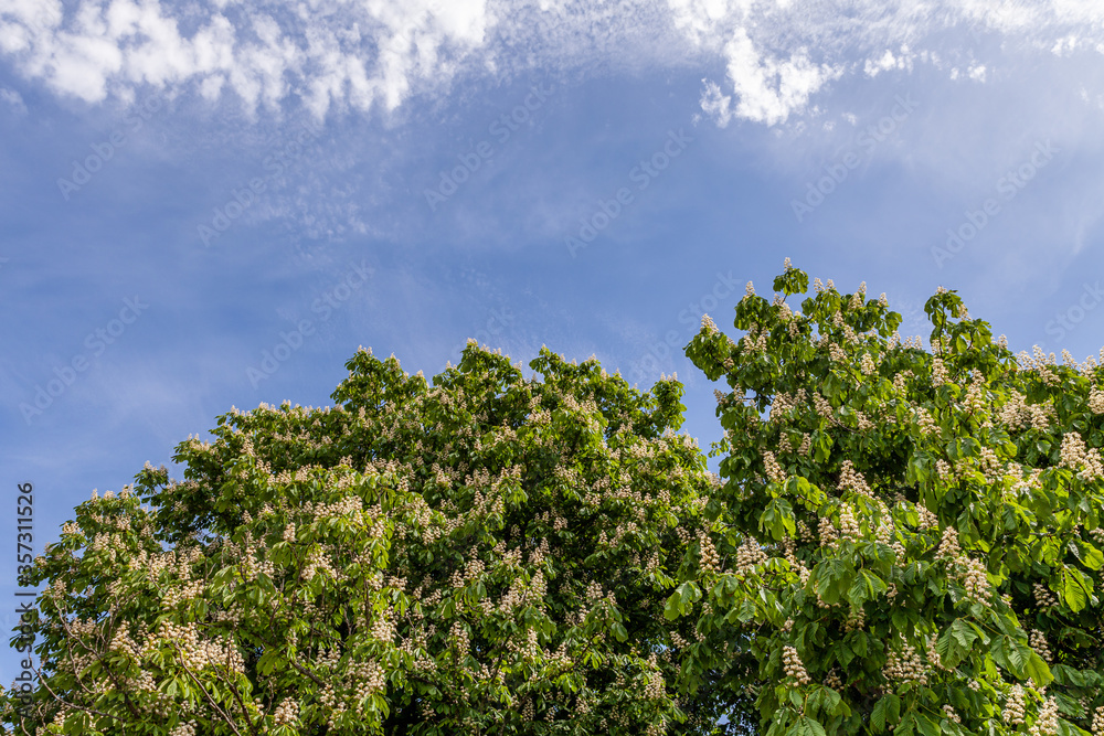 Foliage and flowers of chestnut horse-chestnut tree flowers and leaves with sky.