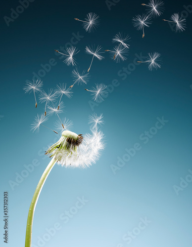 Dandelion seeds blowing on blue background