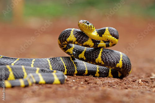 boiga dendrophila, ring gold snakes