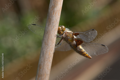 Portrait of a female broad bodied chaser dragonfly, with particular focus on the face.