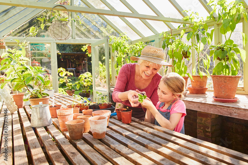 Fotografia Grandmother and granddaughter potting plants in greenhouse