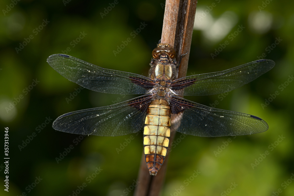 Detailed image of the body patterns of a female broad bodied chaser dragonfly. Detailed image of the body patterns of a female broad bodied chaser dragonfly.