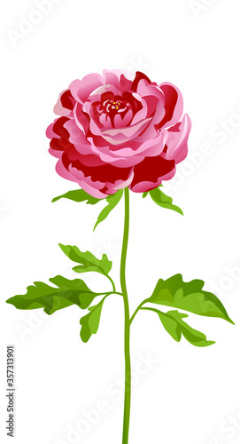 Vector peony flower, rose flower. Greeting card with pink peonies.