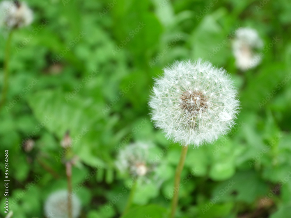 one stand white dandelion velvety on a green background one stand white dandelion velvety on a green background