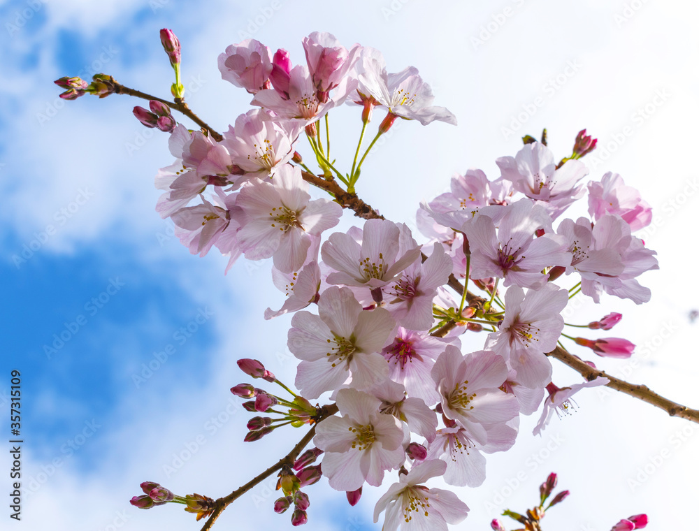 Obraz premium Blomming Pink Cherry Blossom Flowers at One Tree Hill Park, Auckland New Zealand; Sakura Flowers