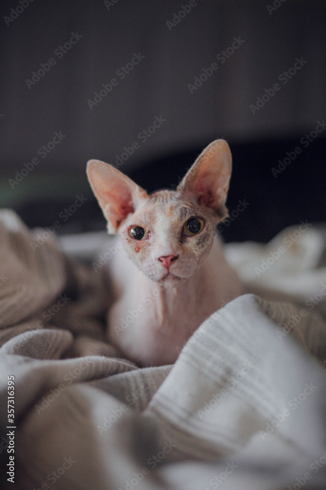 cute sphynx cat in a bed 