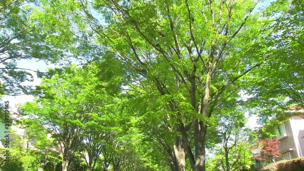 住宅街の新緑　パンニング　パン