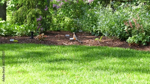 Robin Songbird in Garden and Hopping Away - Ontario Canada 60fps photo