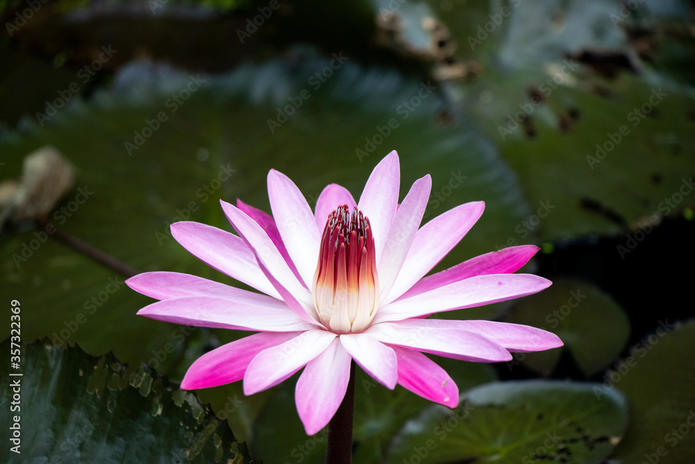 Single pink and white color lotus (water lily) with the green leaf background Single pink and white color lotus (water lily) with the green leaf background