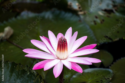 Single pink and white color lotus  water lily  with the green leaf background